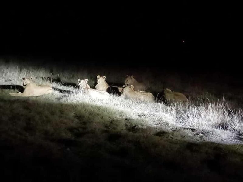 Amboseli: Night Game Drive with Sundowner Experience. AW - Key Points