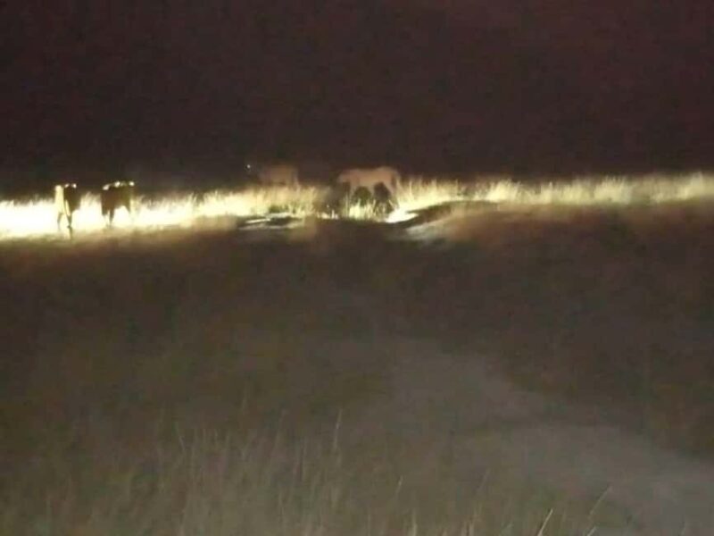 Amboseli: Night Game Drive with Sundowner Experience. AW - The Itinerary and What to Expect