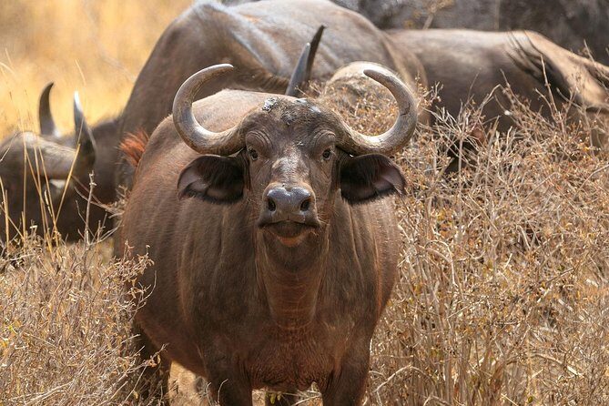 Amboseli Park & Kilimanjaro views Day tour - Why Choose This Tour?
