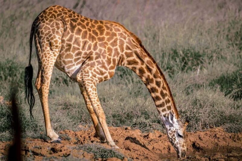 Amboseli, Tsavo East, Tsavo West & Sanctuary Safari - Key Points