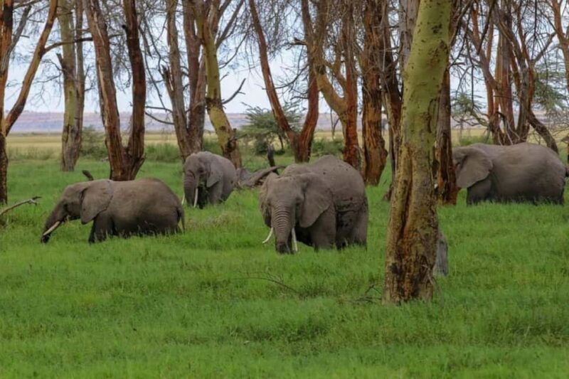 Amboseli Wildlife Day Tour and Masai Village Visit - Key Points
