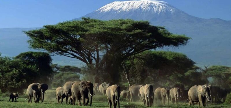 Amboseli Wildlife Day Tour and Masai Village Visit - The Itinerary: An In-Depth Look