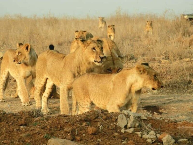 Amboseli Wildlife Day Tour and Masai Village Visit - Who is This Tour Best For?