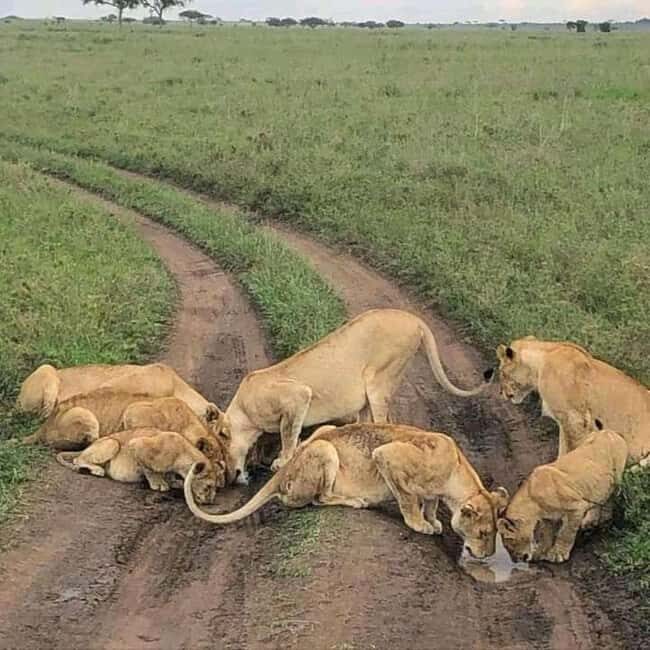 Amboseli Wildlife Day Tour and Masai Village Visits - Amboseli Wildlife Day Tour and Maasai Village Visits: A Practical Guide to Kenya’s Iconic Safari