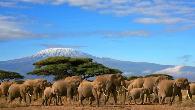 Amboseli Wildlife Day Tour and Masai Village Visits - Final Thoughts