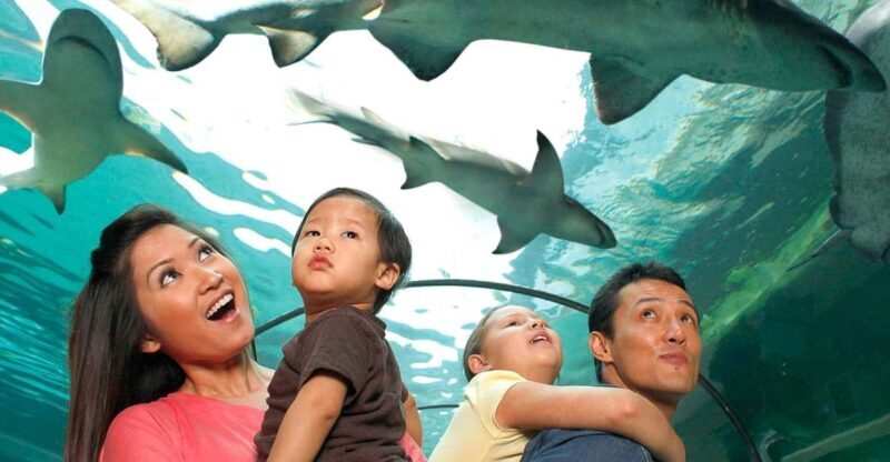 American Dream: SEA LIFE® Aquarium Entry Ticket - A Closer Look at What to Expect