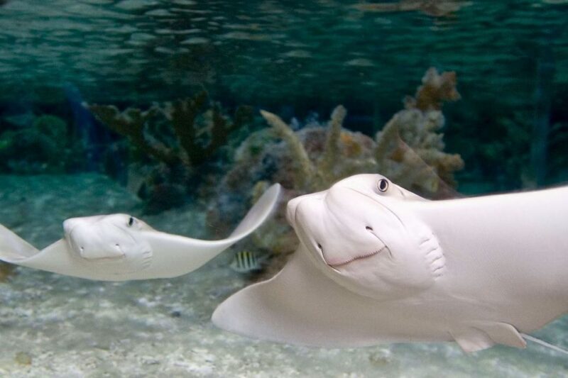 American Dream: SEA LIFE® Aquarium Entry Ticket - Who Should Visit?
