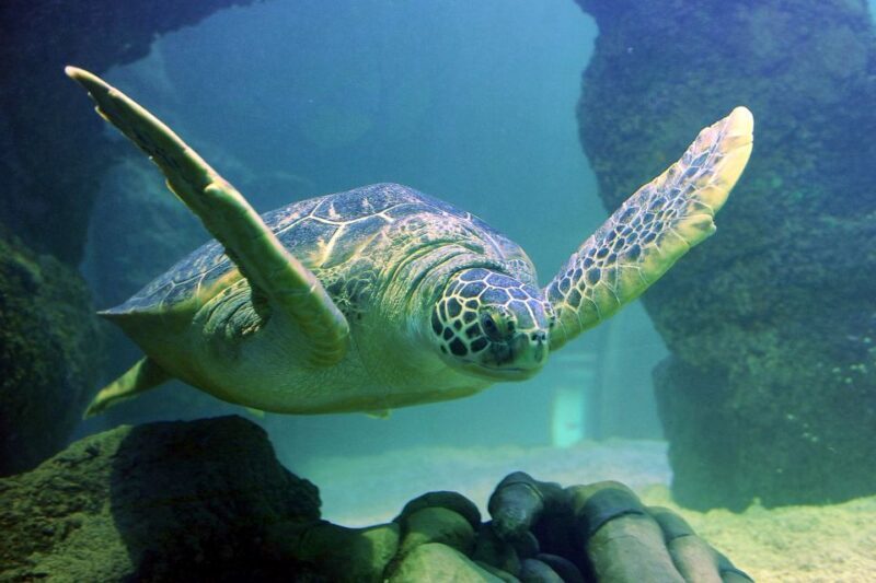 American Dream: SEA LIFE® Aquarium Entry Ticket - Final Thoughts