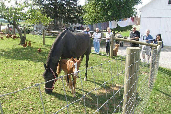 Amish Experience Visit-In-Person Tour - Key Points