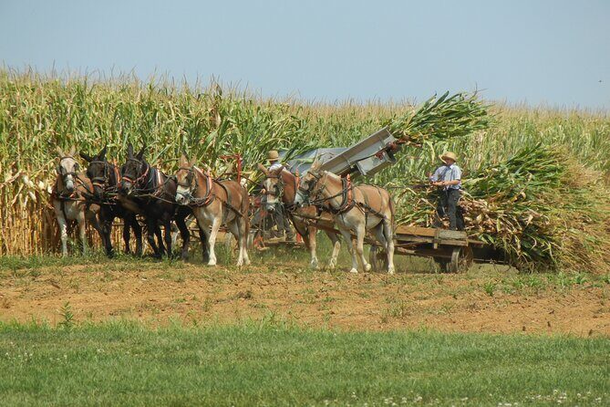 Amish Farmlands Tour - An In-Depth Look at the Amish Farmlands Tour