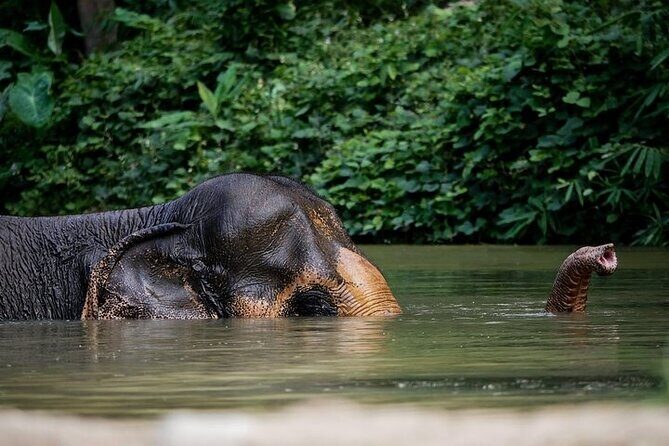 An Afternoon with the Elephants at Phuket Elephant Sanctuary - Key Points