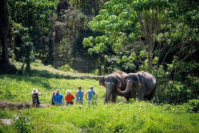 An Afternoon with the Elephants at Phuket Elephant Sanctuary - A Closer Look at the Experience