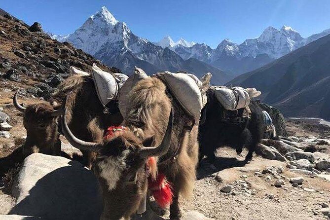 An amazing Everest Base Camp Trek- 12 Days - Day 10: Everest Base Camp