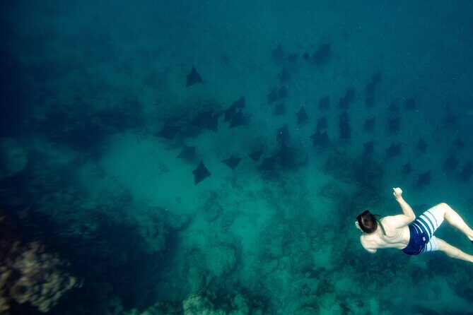 An Eagle Ray and Turtle Tour-Small Groups & Photography Included - An Eagle Ray and Turtle Tour in Rarotonga: A Close Encounter with Nature