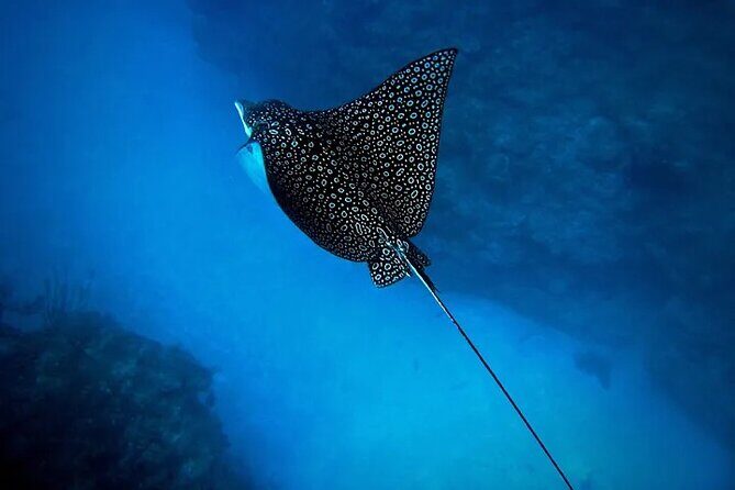 An Eagle Ray and Turtle Tour-Small Groups & Photography Included - Key Points