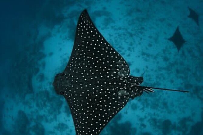 An Eagle Ray and Turtle Tour-Small Groups & Photography Included - Price and Value: Is It Worth It?