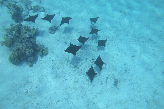 An Immersed Day in Bora Bora with O-sea - Exploring the Day: What You Can Expect