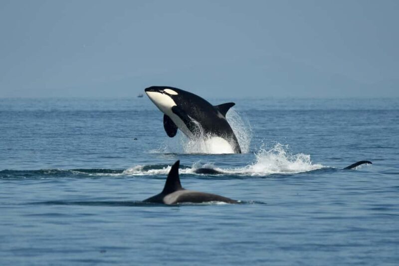 Anacortes: Full Day Whale/Wildlife Tour; Friday Harbor Stop - Key Points