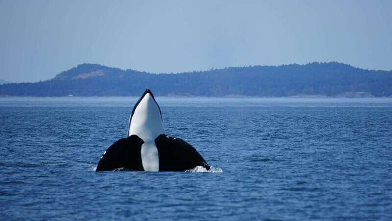 Anacortes: Orca Whales Guaranteed Boat Tour near Seattle - Key Points