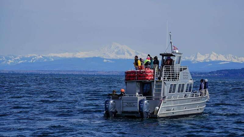 Anacortes: Orca Whales Guaranteed Boat Tour near Seattle - A Practical Guide to the Orca Whale Tour from Anacortes
