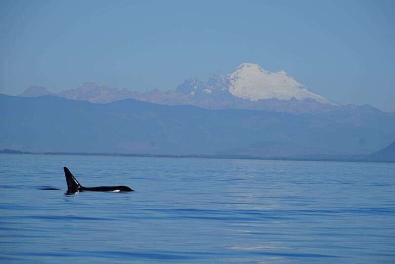 Anacortes: Orca Whales Guaranteed Boat Tour near Seattle - Final Thoughts