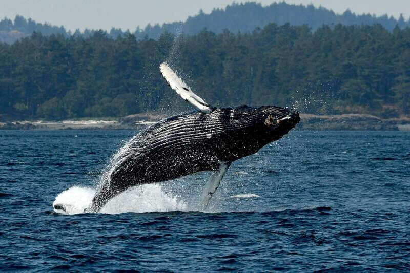 Anacortes: Whale Watching Adventure Tour Near Seattle - Key Points