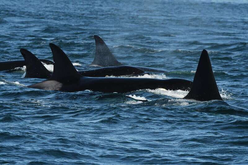 Anacortes: Whale Watching Adventure Tour Near Seattle - A Closer Look at the Experience