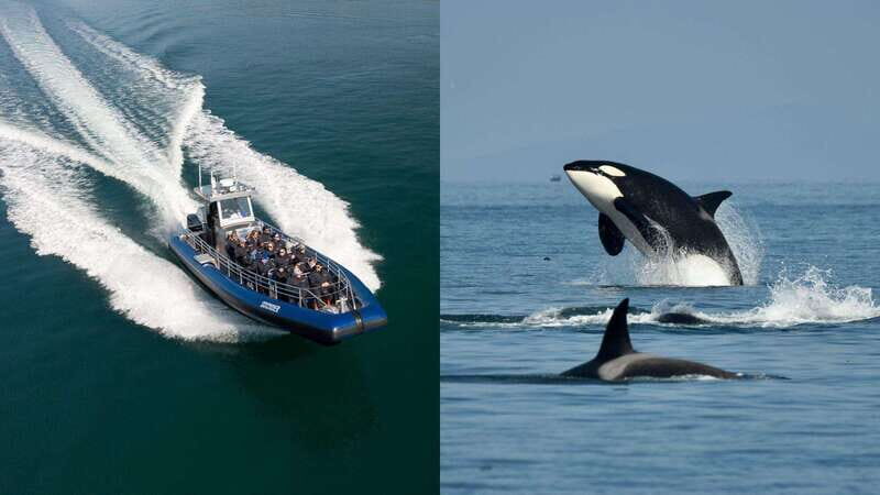 Anacortes: Whale Watching Adventure Tour Near Seattle - Final Thoughts: Is It Worth It?