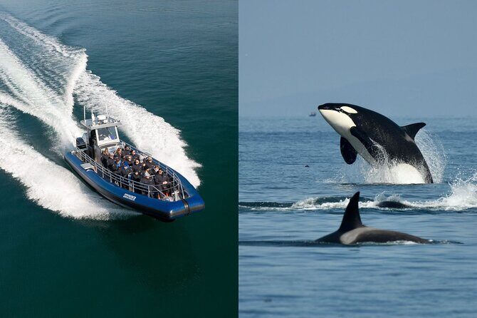 Anacortes Whale Watching Adventure Tour - Zodiac Boat - An Introduction to the Experience