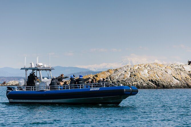 Anacortes Whale Watching Adventure Tour - Zodiac Boat - Value for Money