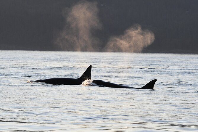 Anacortes Whale Watching Adventure Tour - Zodiac Boat - Who Would Enjoy This Tour?