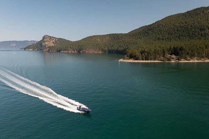 Anacortes Whale Watching Adventure Tour - Zodiac Boat - The Sum Up