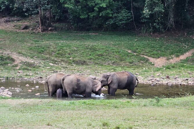 Anakkulam Wild Elephant Visiting(Jeep tour) - The Experience in Detail