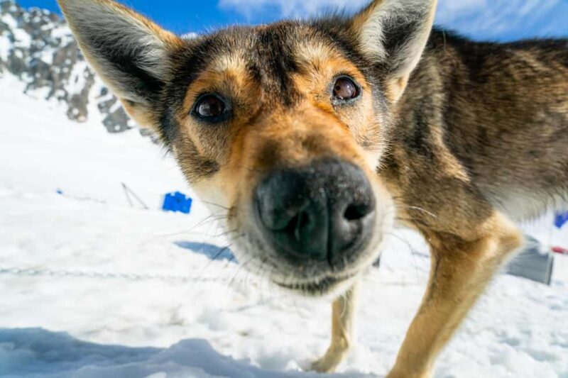 Anchorage Area: Helicopter and Glacier Dogsled Tour - What Travelers Are Saying