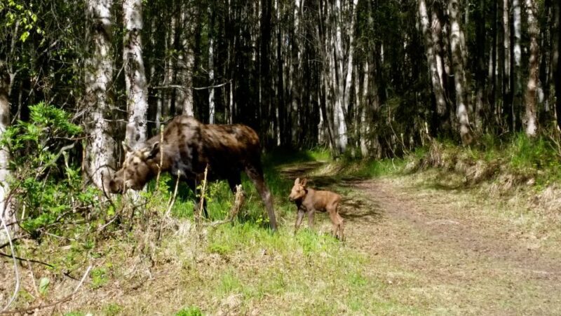 Anchorage: Coastal Trail 3-Hour City Bike Tour - Analyzing the Value