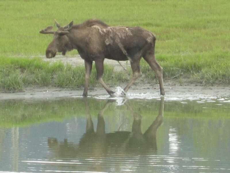 Anchorage: Portage Glacier and Wildlife Explorer Cruise - What Travelers Are Saying