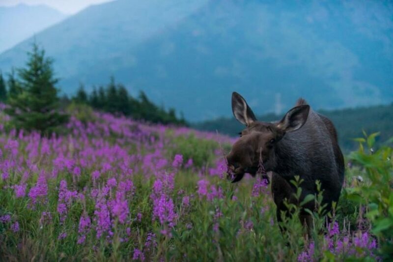 Anchorage: Sunset Photo Safari - Key Points