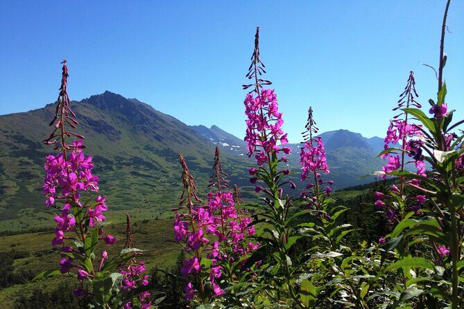 Anchorage to Seward Direct Transfer Tour - Authentic traveler insights and considerations