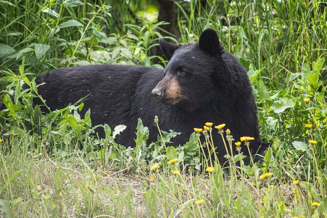 Anchorage to Seward- Pre-Cruise Curated Wildlife Tour +Transfer - Authentic Perspectives from Travelers