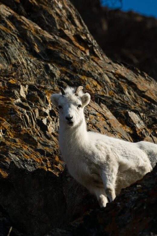 Anchorage: Turnagain Arm Highlights Photography Day Trip - Final Thoughts