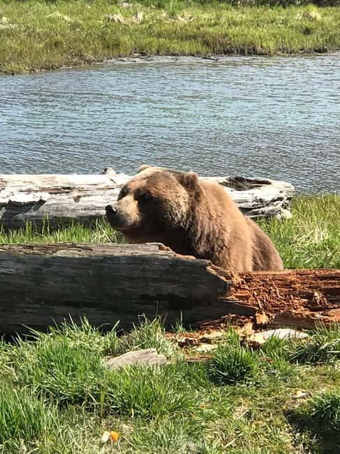 Anchorage: Wildlife, Glacier, and Wine Tasting Tour - An Authentic Glimpse of Alaska’s Wilderness and Culture