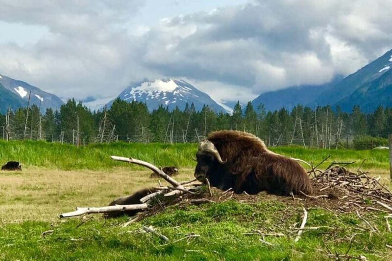 Anchorage: Wildlife, Glacier, and Wine Tasting Tour - Portage Glacier Lake: A Photographer’s Dream
