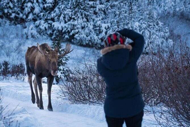 Anchorage Winter Wonderland Photo Tour - Key Points