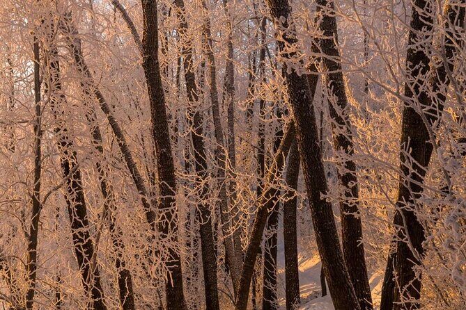 Anchorage Winter Wonderland Photo Tour - What Past Participants Say