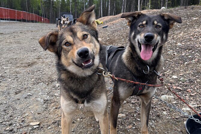 Anchorage's Authentic Dog Sledding Experience - An In-Depth Look at Anchorage’s Authentic Dog Sledding Experience