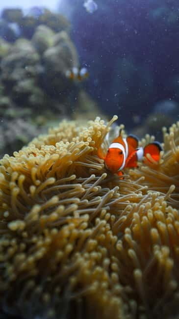 Andaman: Havelock Scuba Diving by PADI 5-Star Dive Center - A Closer Look at the Experience