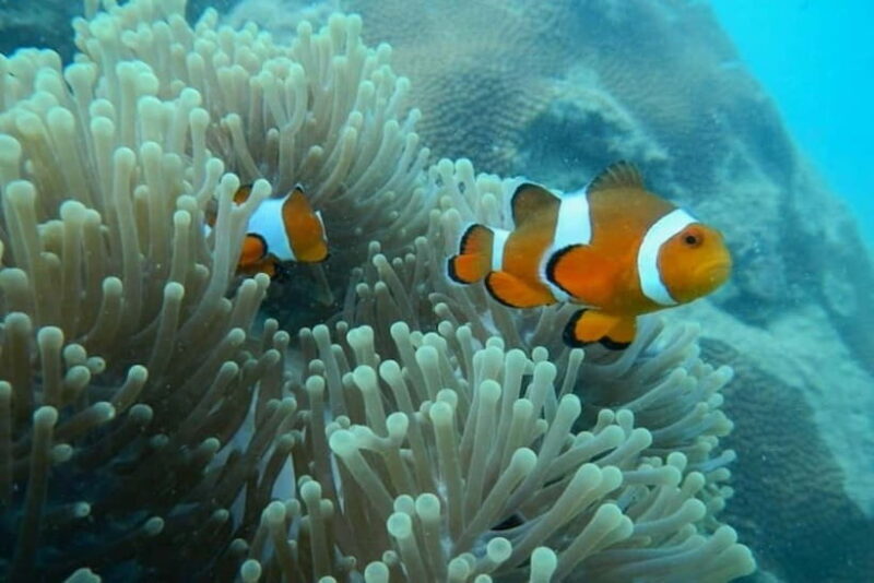 Andaman Islands: Scuba Diving Tour - What Does the Tour Include?