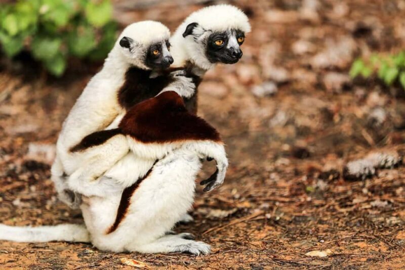 Andasibe Lemur Experience 4 Days/3 Nights (Comfort). - Discovering Madagascar’s Highlights in Four Days