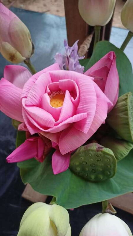 Angkor Silk Farm & Lotus Silk Farm: Siem Reap Discovery Tour - Key Points