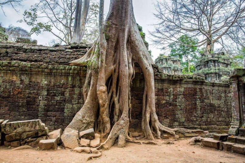 Angkor Wat Small Tour Sunrise With Private Tuk Tuk - Transportation and Comfort